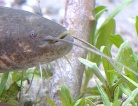 inaugurazione nuovo acquario ad Ariis